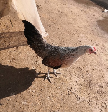 长尾鸡银脖子鸡两头乌观赏鸡绣球鸡养殖元宝鸡价格