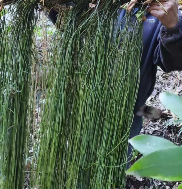 马尾伸筋草 马尾千金草小叶鲜货去根 够长 干货需预定