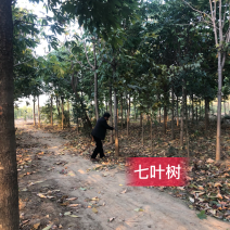 七叶树，适合高档小区及园林绿化优选用苗，自家苗圃