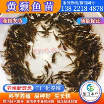 优质全雄黄骨鱼苗单性黄颡鱼苗杂交黄骨鱼苗黄辣丁鱼苗