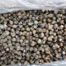田螺个头均匀规格标准质量品质有保证