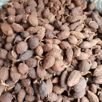 草果草果枝草果把子各种香辛料大全批发