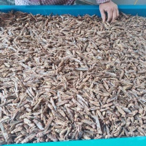 蚂蚱干东亚飞蝗干蝗虫干稻蝗干大量批发廉零售