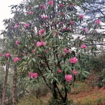云贵高山杜鹃（迷人杜鹃品种）小苗