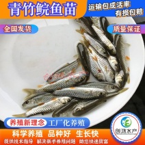 【淡水养殖】优质青竹鲩鱼苗光倒刺鲃鱼苗军鱼苗