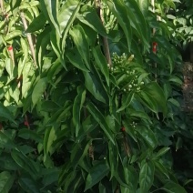 炮仗花种植基地各种规格齐全现货低价批发