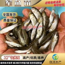 【淡水养殖】优质青竹鲩鱼苗光倒刺鲃鱼苗军鱼苗