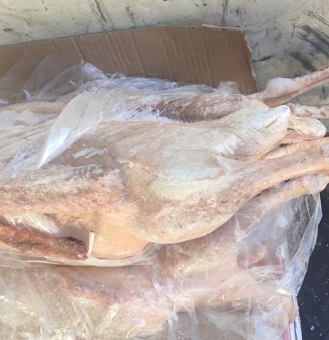 大鹅速冻鹅依安大