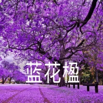 蓝花楹珍贵品种苗木庭院栽种几棵漂亮极了成活率高耐寒