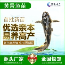 黄骨鱼苗杂交黄颡鱼苗全雄黄骨鱼苗批发黄骨水花自孵化