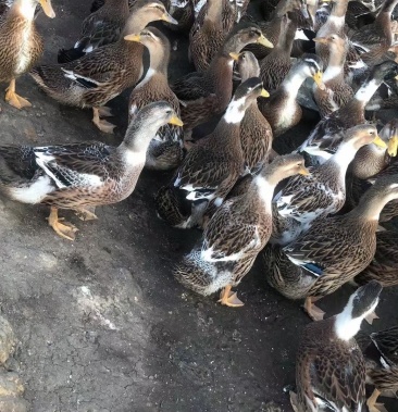 15000只麻鸭5斤12两货在广西北海合浦县城