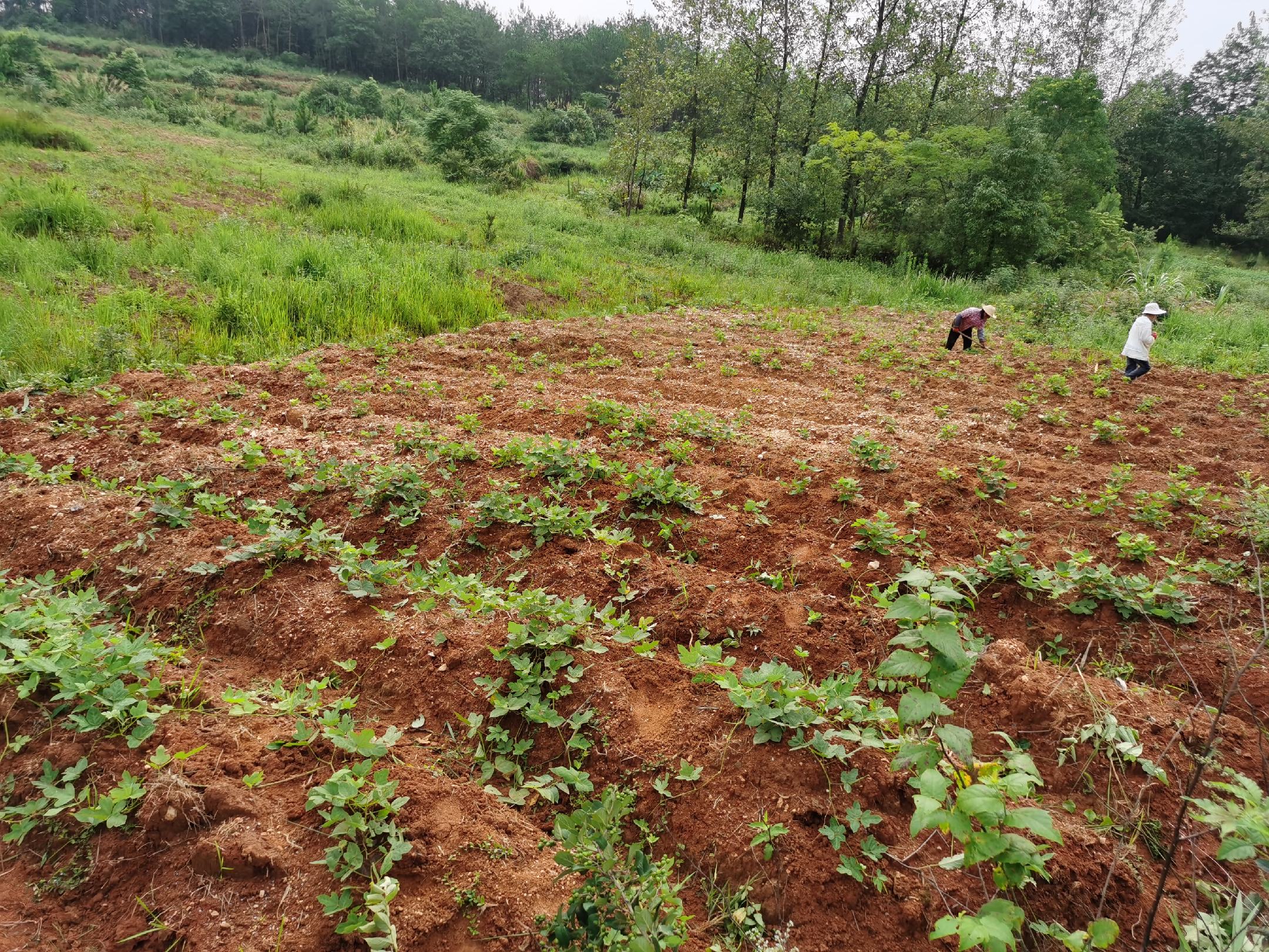 葛根田间土壤湿度检测