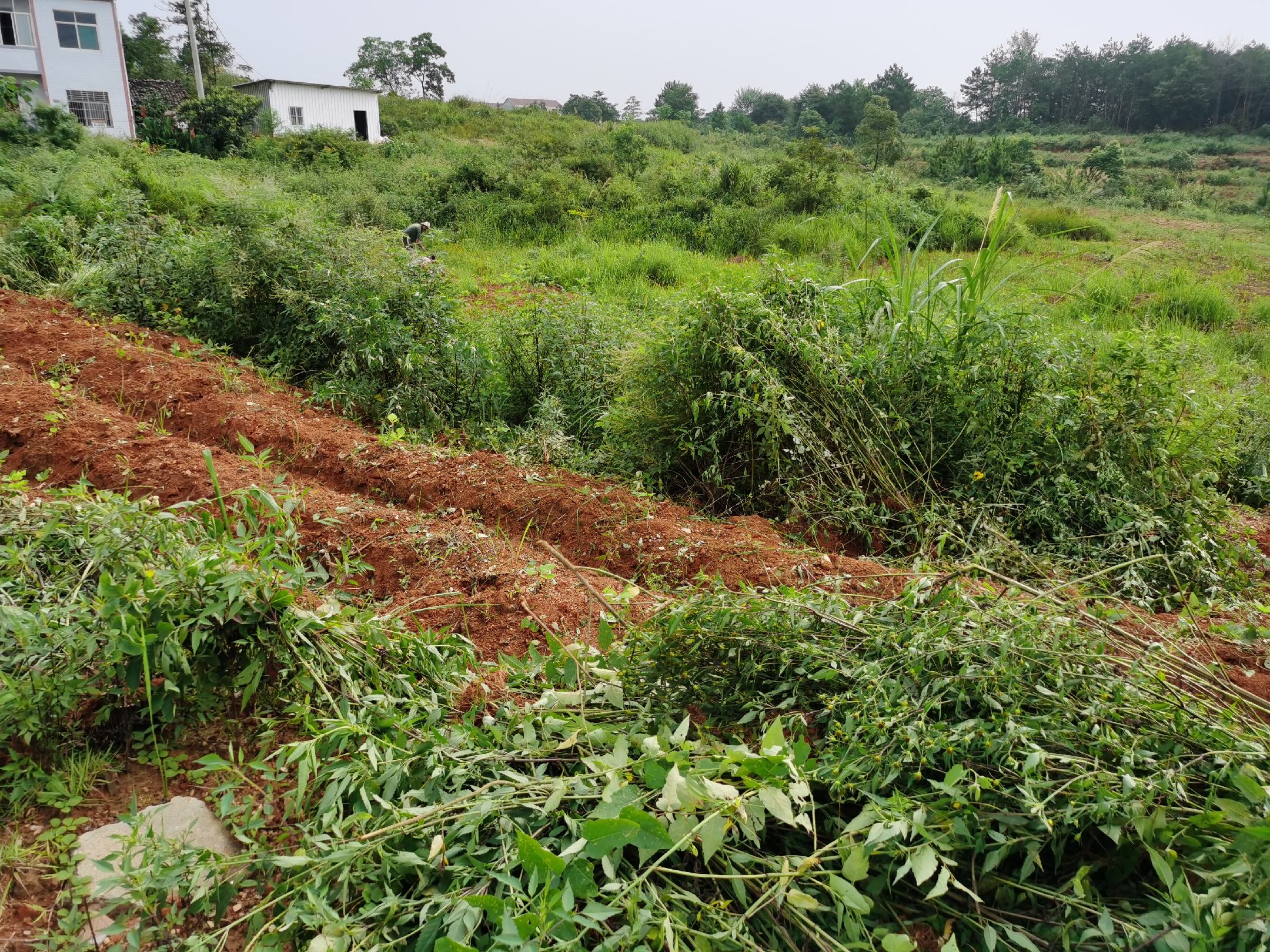 粉葛种植地实景图