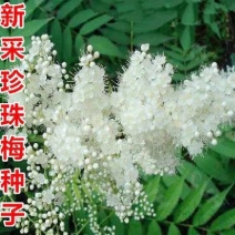 夏日开花绿篱灌木花期长种珍珠梅种子山高粱条子高楷子八本条