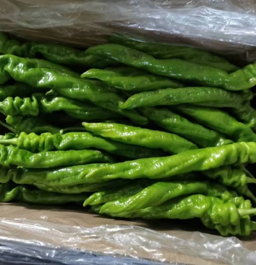 螺丝椒龙椒螺丝椒龙椒螺丝椒龙椒