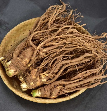 鲜当归批发产地直销大量批发