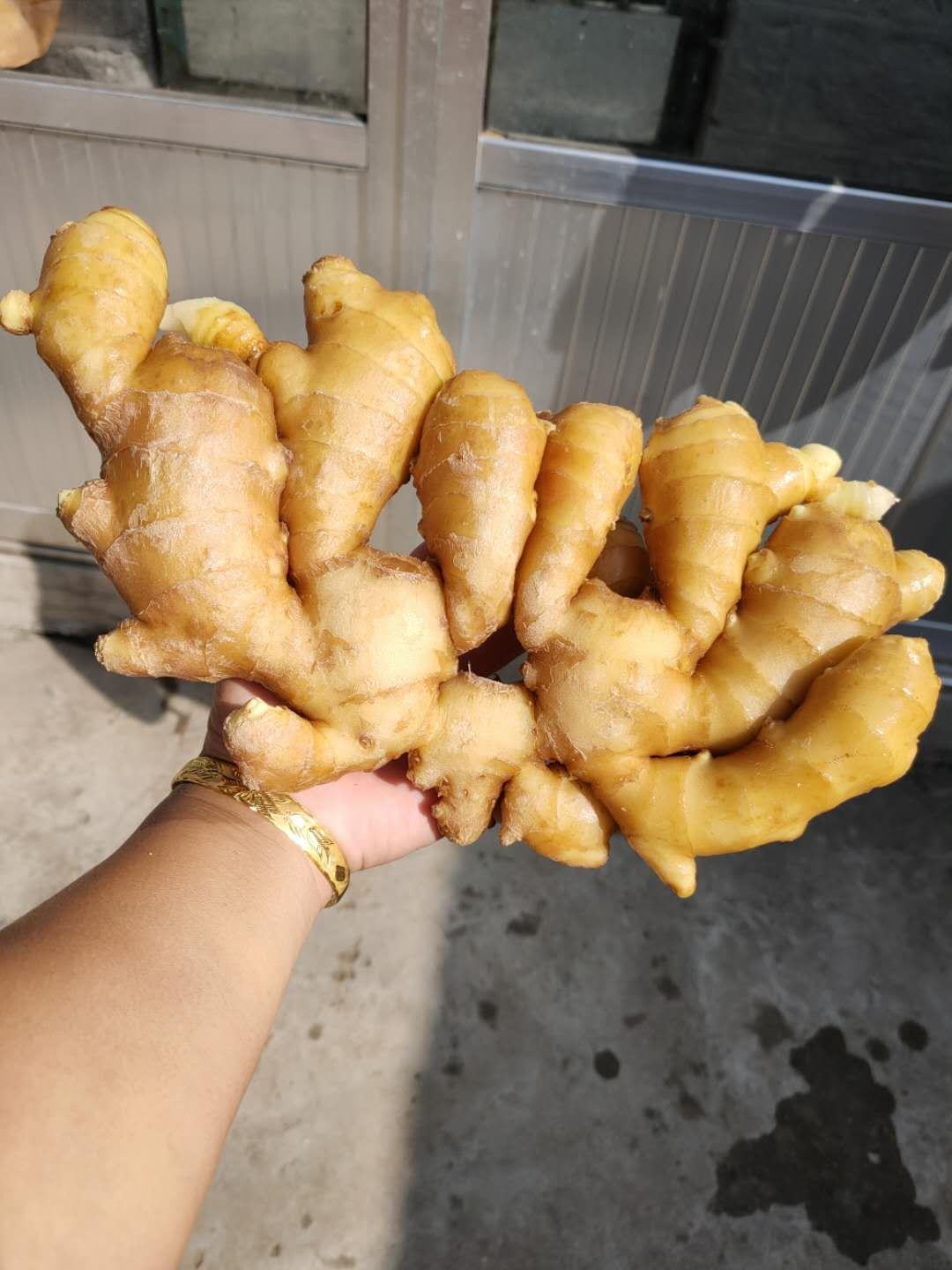 [生姜批发]自家生姜果蔬批发,价格美丽品质绝对保证欢