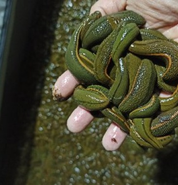 [批发]理疗专用小水蛭价格4.00元/棵 - 一亩田