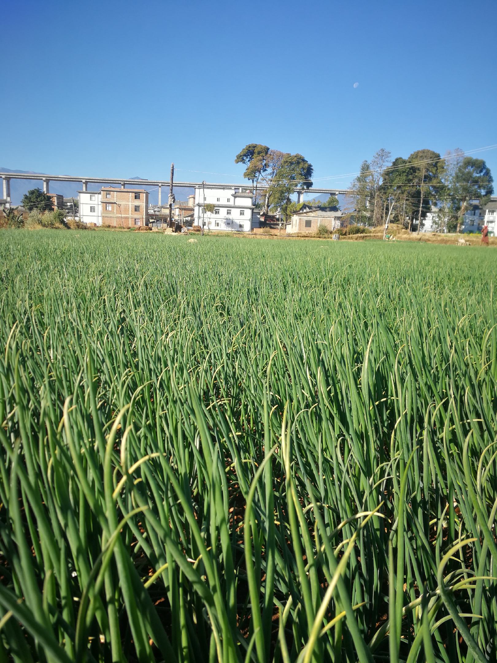 云南大理高原红土铁杆小香葱