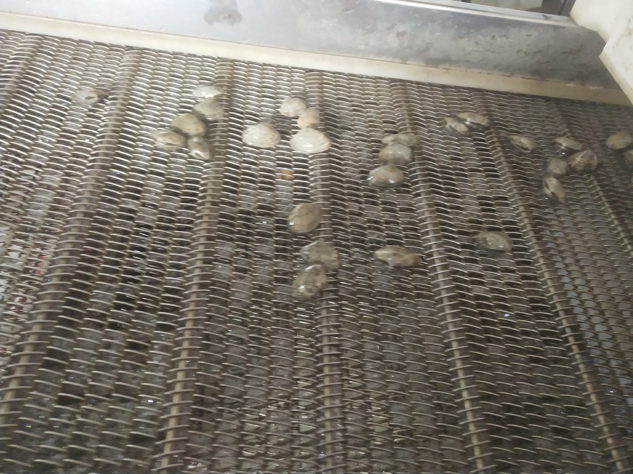 展示花蛤清洗过程,包括吐沙、去壳、去沙线等步骤 花蛤清洗步骤示意图