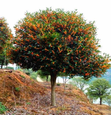 红桂花树状元红