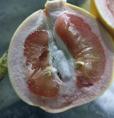 [红心柚批发]红柚次果低价便宜处理价格020元/斤 