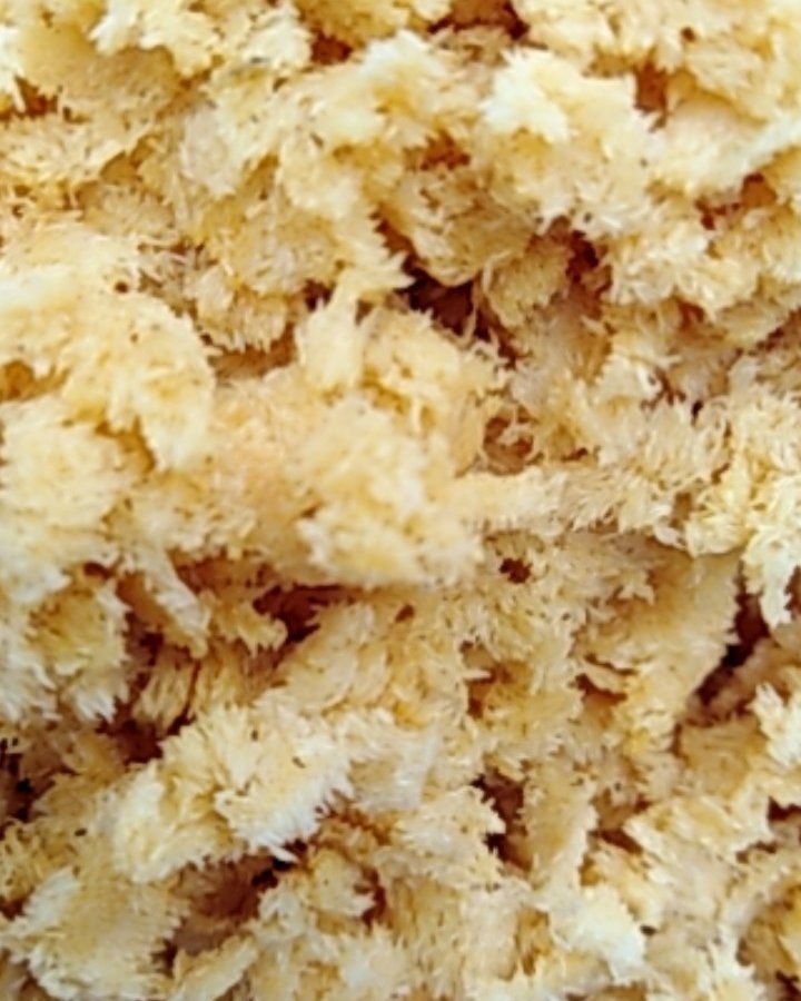 [黑水虻批发]黑水虻虫卵 一克卵出六斤虫 孵化率高 顺丰包邮价格1.