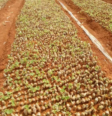 供应优质粉葛种苗,全程技术指导