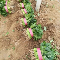菠菜，基地特产，无公害，可以定棚，代办代发，手工好，期待
