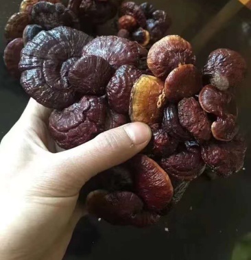 小红灵芝 纯野生赤灵芝大量低价供货产地直销全国发货