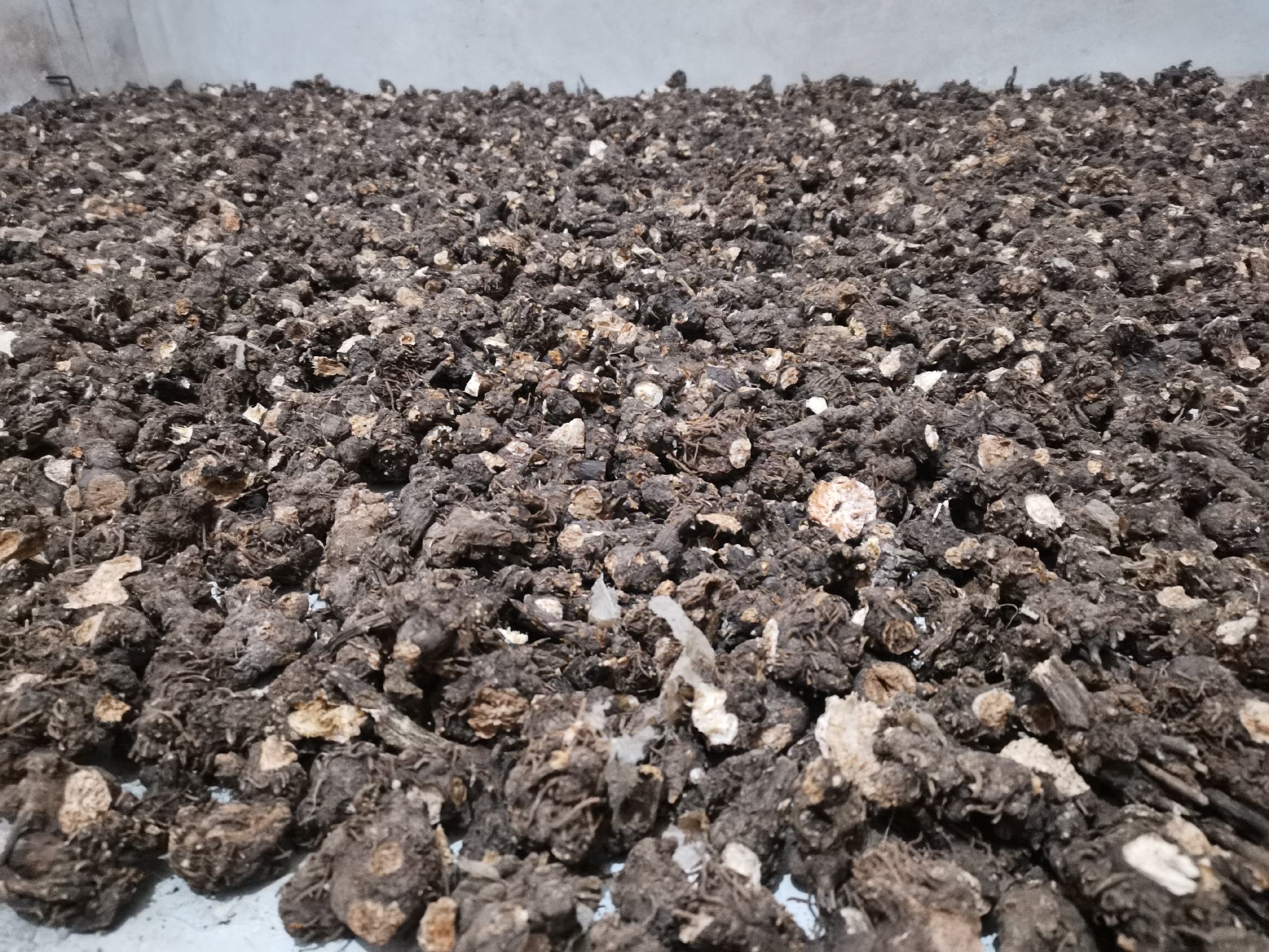 青提叶片背面可见明显霜霉病菌丝体,呈现灰白色霉层 青提霜霉病危害图