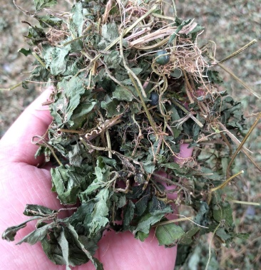 野生绞股蓝 手工切晒 金秀大瑶山绞股蓝