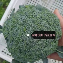 西兰花苗耐寒优秀西兰花苗绿菜花苗山东寿光基地批发