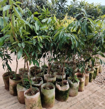 荔枝嫁接美植袋苗(蜜丁香 妃子笑 无核荔枝)量多价优