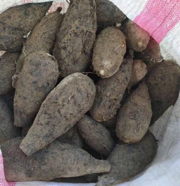 入地老鼠,(茉莉花根)