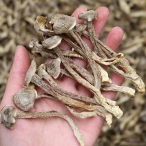 A鹿茸菌细条货足干性价比高