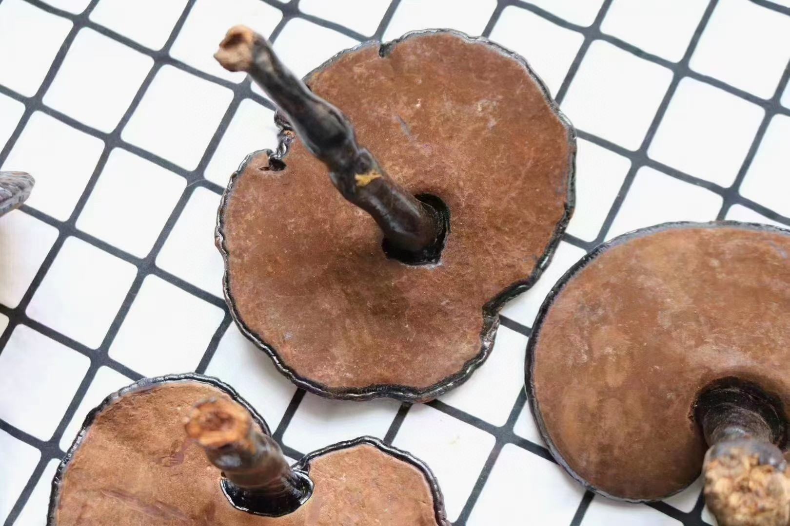 黑灵芝子实体特写：表面呈墨黑色至紫褐色，具明显漆样光泽，边缘钝圆，菌盖厚实，直径8–15cm，背面为淡黄褐色管孔层，新鲜标本带微土腥气