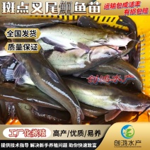 【优质精选】叉尾鱼苗美国斑点叉尾鮰鱼苗淡水鱼苗