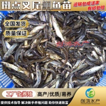 【淡水养殖】叉尾鮰鱼苗美国斑点叉尾鮰鱼苗叉尾鱼苗