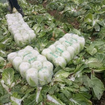 湖北潜江市黄心大白菜