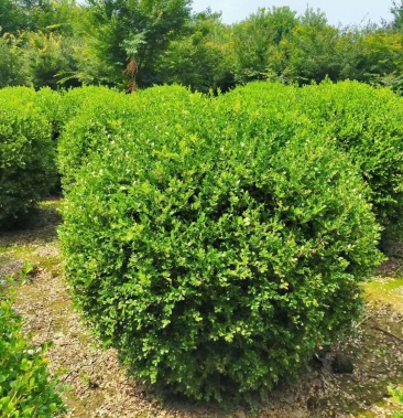 瓜子黄杨球,产地直销量大从优 品种齐全 包成活 包技术