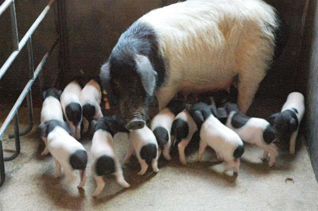 金华两头乌纯种小仔猪