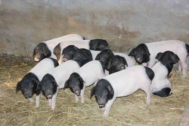 金华两头乌纯种小仔猪