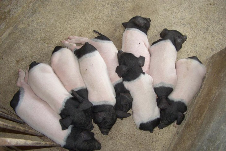 金华两头乌纯种小仔猪