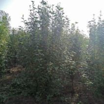 木槿，产地直销品种齐全量大从优包成活包技术