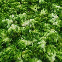精品儿菜基地自产自销欢迎朋友定购