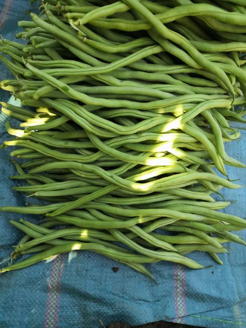 好无丝豆大量供应.欢迎下单预订可供商超欢迎长期合作