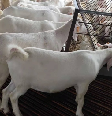 美国白山羊产崽率高,耐粗饲,体型大,抗病能力强适应能力强