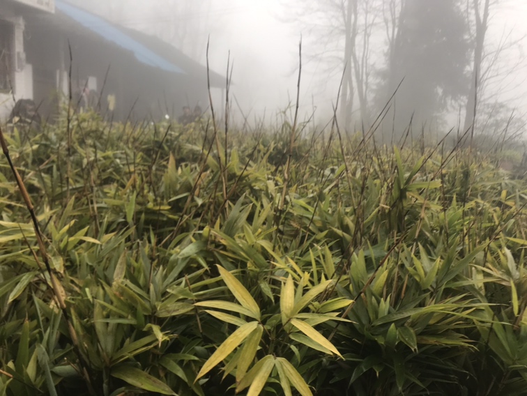 竹林深处的竹灵芝生长场景
