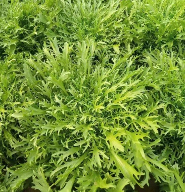 优质小叶苦菊大量供应